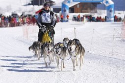 Lenk 2013